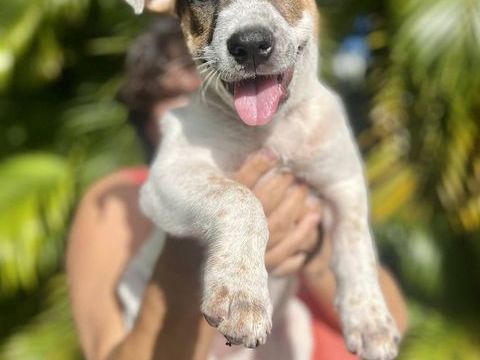 Roach, m&acirc;le X berger, n&eacute; le 01/11/2025 🤍 300 18000 Bourges