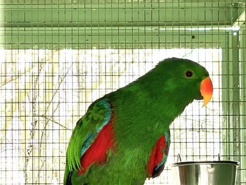M&acirc;le perroquet Eclectus 800 77370 La chapelle-rablais