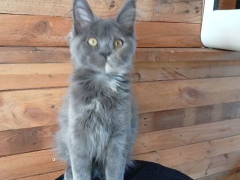 Maine coon 1000 62400 Bthune