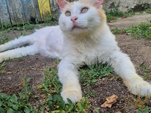 Eustache 80 44000 Nantes