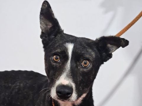 OREO 320 27620 Gasny