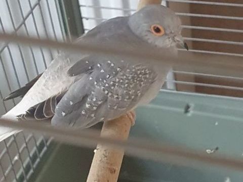 Colombe diamant 15 35530 Br�c�