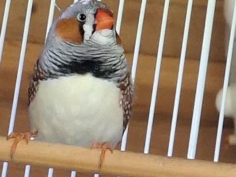 Jeunes mandarins XXL 15 64300 Salles-mongiscard