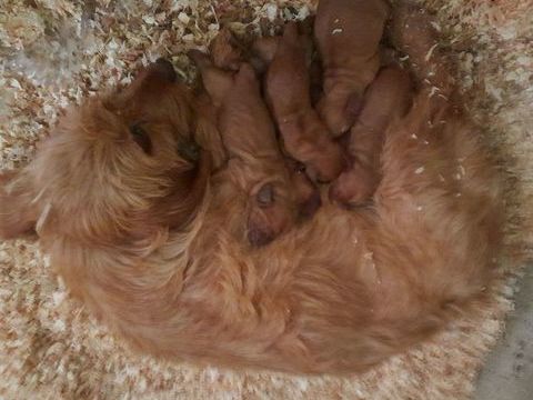 Chiots Basset Fauve de Bretagne LOF 550 31350 Blajan