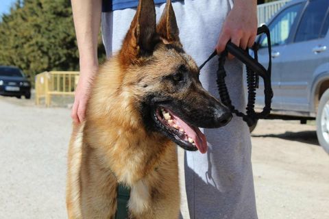 ALIKAM💙  Un Berger Belge exemplaire, parfait ! 315 24140 Douville