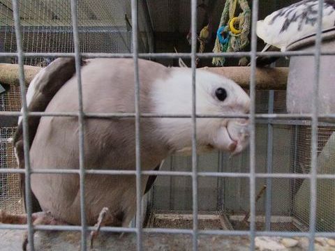 Perruches 275 47200 Fourques-sur-garonne