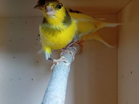 Canaris 15 44160 Crossac