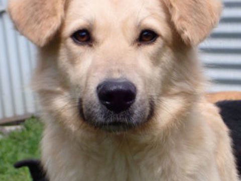 Popsy &agrave; l'adoption 300 61000 Alen�on
