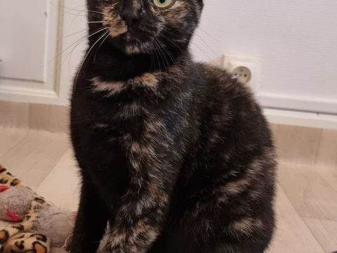 Jeune chatte ou chaton ado de 8 mois &eacute;caille de tortue 0 89520 Saint-sauveur-en-puisaye