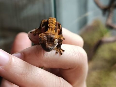 Gecko &agrave; cr&ecirc;te 40 57820 Saint-louis