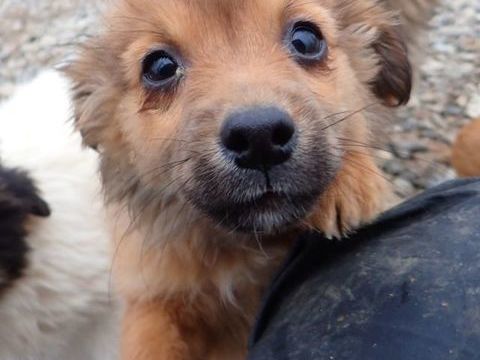 Megara &agrave; l'adoption 320 68000 Colmar
