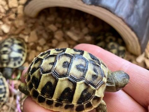 Tortues graeca juvenilles n&eacute;es dans l'&eacute;t&eacute;  40 30600 Vauvert