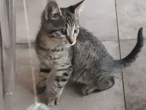 Donne chaton m&acirc;le 0 39800 Tourmont