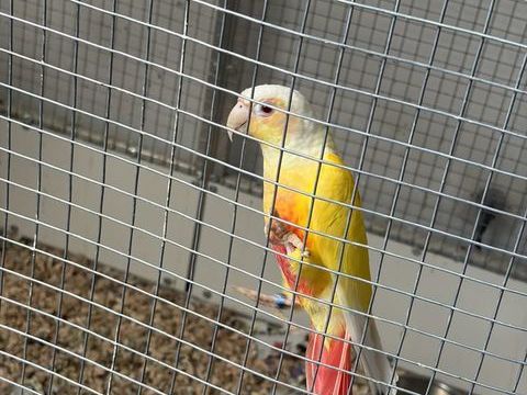 Pyrrhura molinae 0 59253 La gorgue