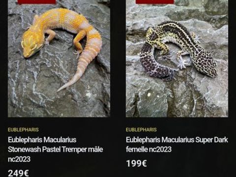  Eublepharis Macularius Gecko leopard phasé 200 59553 Cuincy