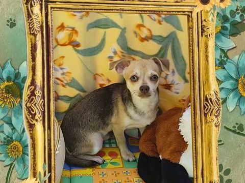 Chiot chihuahua m&acirc;le poils courts 500 18140 Précy