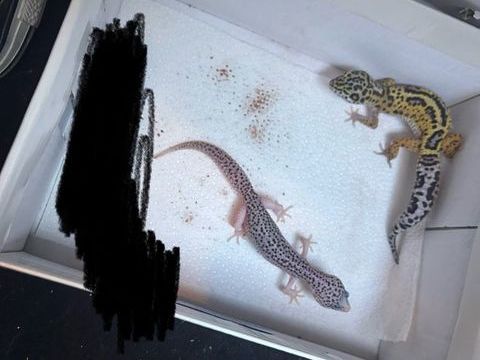 Geckos léopard 100 83100 Toulon