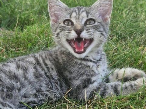 Zouou, chat gris tigr&eacute; &agrave; adopter 160 44430 La boissière-du-doré