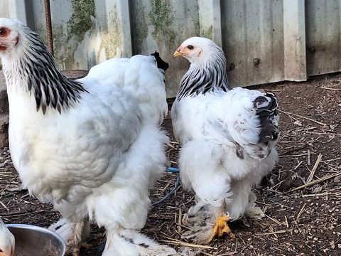 Poule et coq brahma blanche hermine noir 30 56190 Le guerno