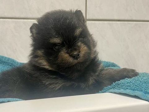 Chiot Femelle Spitz inscrite au LOF 3000 88380 Archettes