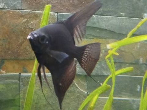 Scalaire noir adulte 7 45130 Baule