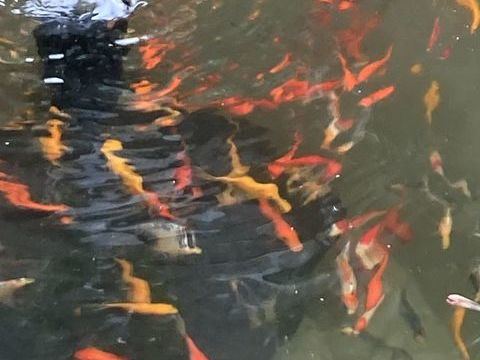 Poissons rouges diff&eacute;rents coloris  3 94140 Alfortville