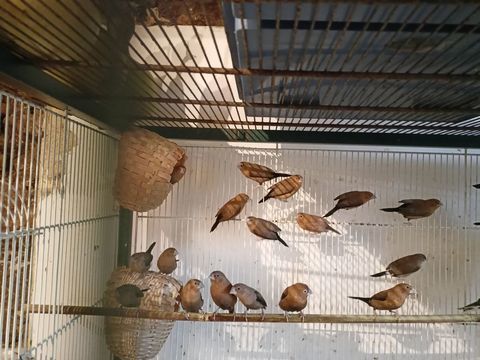 Vent neuf bec d argent 100  100 50690 Virandeville