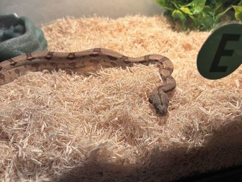 Serpent boa  400 56000 Vannes