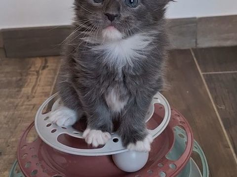 Chaton Maine coon Loof 1400 77130 Cannes-�cluse