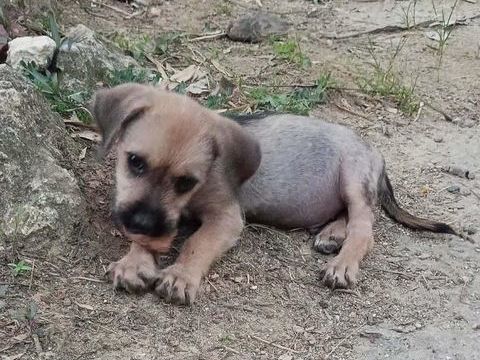 Milo le joyeux petit coquin 300 59000 Lille