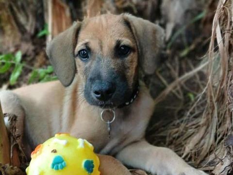 Pepsy, mâle croisé, né le 20/04/2025  &#128054; 300 94000 Crteil