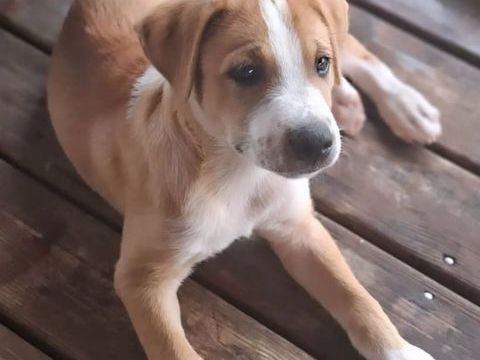 ✨️ TI'MASS ✨️ 🐶 290 57000 Metz