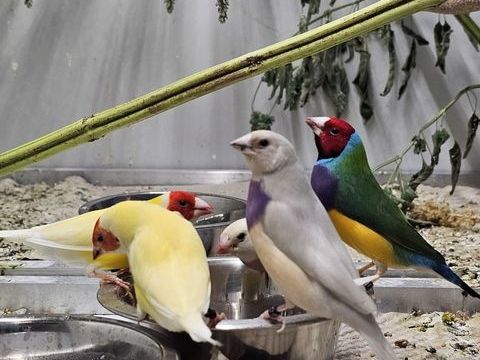 Couples diamant de gould 100 13170 Les pennes-mirabeau