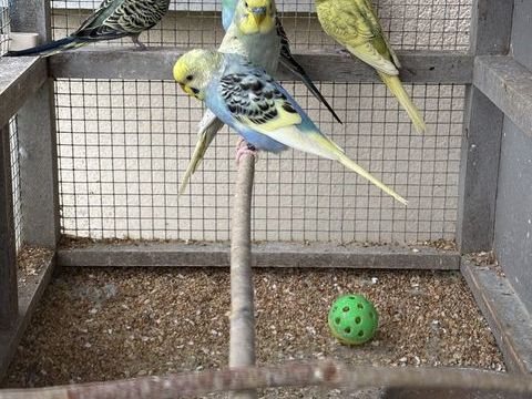 Perruches Ondulées 2025 12 35580 Guichen