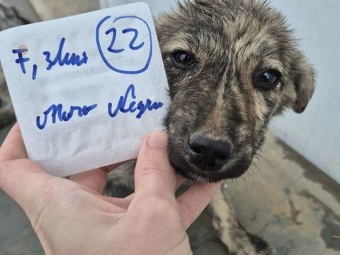Nash &agrave; l'adoption 320 67000 Strasbourg