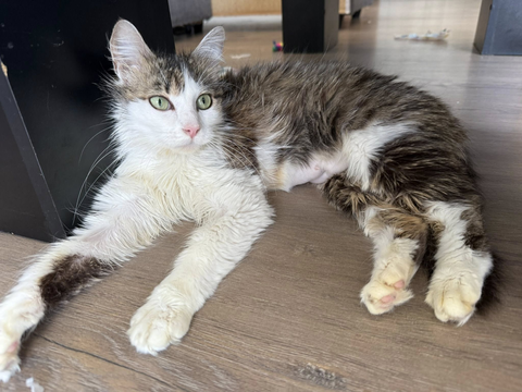 Kiona 200 44000 Nantes