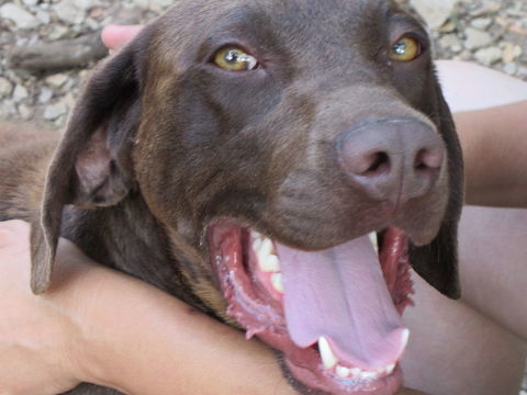 Drako est à l'adoption! 0 34000 Montpellier