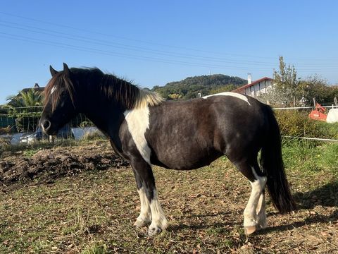 Jument Pottok 2000 64200 Arcangues