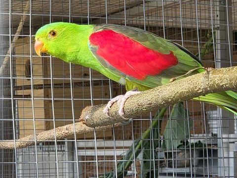 Perruche erythropt&egrave;re 600 63350 Joze