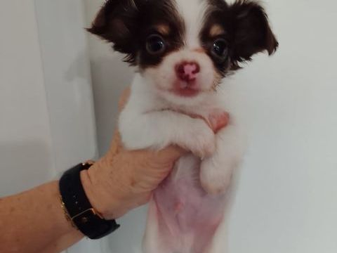 Superbe b&eacute;b&eacute; chihuahua poils longs
Petits gabarits 990 69480 Lucenay