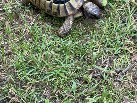  Tortue Herman bottegerie m&acirc;le 150 13014 Marseille