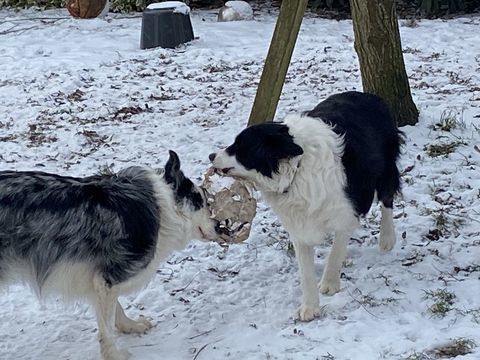 Donne femelles Border Collie 0 70200 Roye