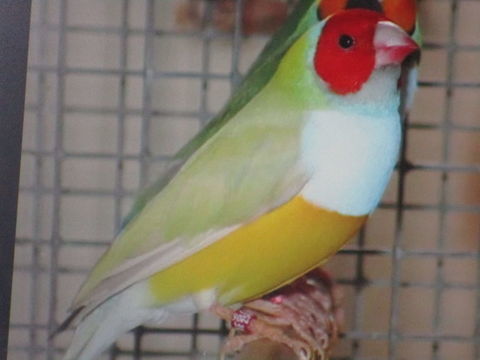 diamant de goult 0 85000 La roche-sur-yon