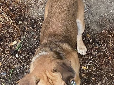 Chien mâle type teckel 400 68790 Morschwiller-le-bas