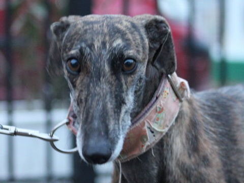 MASIEL 🩷 d&eacute;licate galga qui attend son foyer paisible 315 24140 Douville