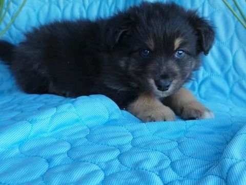  Berger australien lof 1200 16450 Saint-laurent-de-cris