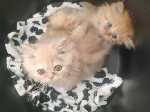 Chatons Persans 600 62140 Vacqueriette-erquières