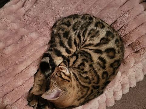 Chatonne bengal loof 600 euros 600 95120 Ermont