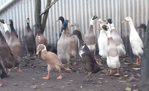 Canard coureur indien 15 79100 Saint-l�ger-de-montbrun