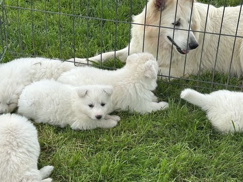 Chiots BBS LOF, Sant&eacute; et Adn 1600 79700 La chapelle largeau